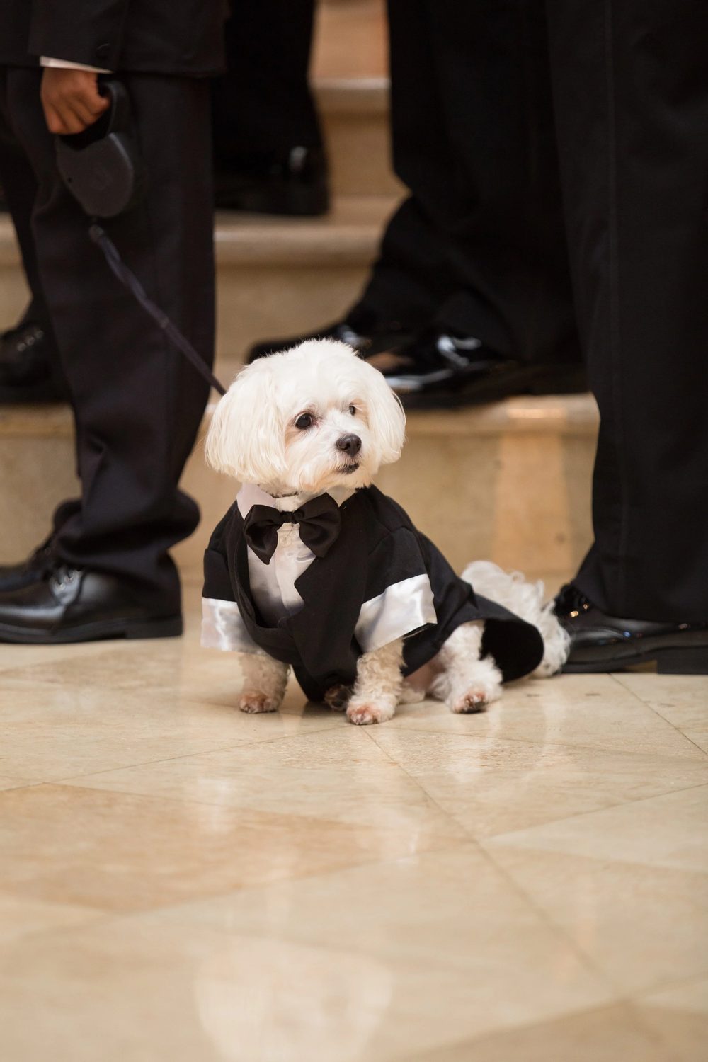 Weddings with Pets